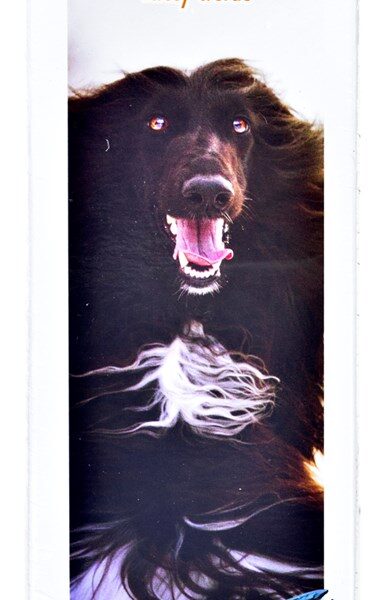 Brit Care Salmon Oil Λάδι Σολομού Σκύλου 500ml για Δέρμα & Τρίχωμα